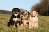 BERGER AUSTRALIEN PUPPIES 745